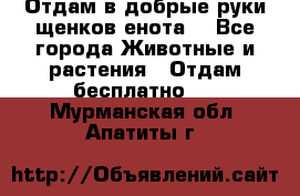 Отдам в добрые руки щенков енота. - Все города Животные и растения » Отдам бесплатно   . Мурманская обл.,Апатиты г.